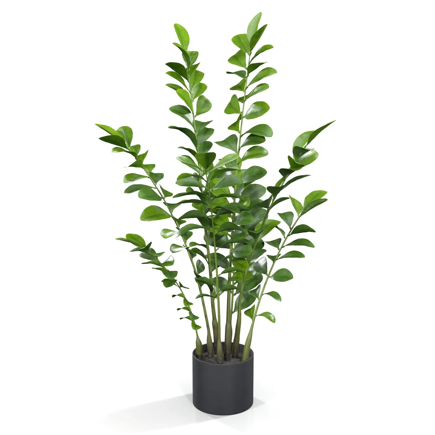 Zanzibar Gem Plant PBR 3D Model_01